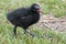 Big footed baby moorhen