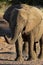 Big-footed desert elephant greeting