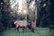 Big forest deer with huge horns eats grass on forest lawn at sunset time.