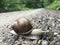 Big forest snail