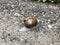 Big forest snail