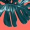 Big fresh bright evergreen leaf Monstera on a color Living Coral background. Flat lay. Decorative card. Close up.