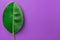Big fresh green ficus leaf on purple background. Minimalist style. Botanical template. Organic cosmetics wellness gardening