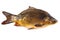 Big fresh mirror carp on white background