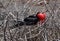 Big frigate bird on the nest among branches and  bushes