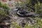 Big frigate bird on the nest among branches and  bushes