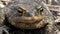 Big frog in the forest, close-up. A swamp toad sits and breathes. Huge brown amphibian - bufonidae.