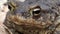 Big frog in the forest, close-up. A swamp toad sits and breathes. Huge brown amphibian - bufonidae.