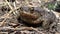 Big frog in the forest, close-up. A swamp toad sits and breathes. Huge brown amphibian - bufonidae.