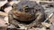 Big frog in the forest, close-up. A swamp toad sits and breathes. Huge brown amphibian - bufonidae.