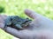 Big frog on the hand of a child on a blurred background of green glade.