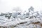 Big frosty rocks and green frosty trees on background.. Amazing winter view