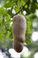 Big fruit of sausage tree (Kigelia africana). Mauritius