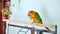Big funny red sun conure parrot eating cookies