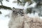 Big furry cat walks in the snow between the trees