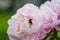 Big fuzzy bumblebee collecting nectar from a peony blossom