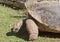 Big galapago tortoise on a park