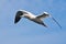 Big Gannet flying in the blue sky