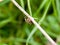 Big garden spider outside hanging onto blade of grass Araneus di