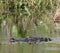 Big Gator on the move in a Florida swamp. This handsome gator is eyeing me.