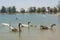 Big geese family enjoying bathing in lake