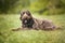 Big Giant Brown Labradoodle laying and looking towards the camera