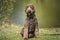 Big Giant Brown Labradoodle sitting and looking at the camera