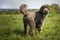 Big Giant Brown Labradoodle standing and looking towards the camera