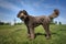Big Giant Brown Labradoodle standing and looking towards the camera