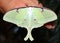 A big Giant Silk Moth butterfly, Luna Moth