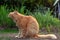 Big ginger cat yawns in nature