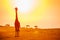 Big giraffe in Kenya savannah over orange sunset