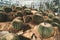 Big golden barrel cactus in Queen Sirikit Botanical Garden