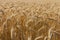 Big golden field of wheat. Harvesting yellow ripe wheat. Agricultural close up