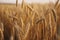 Big golden field of wheat. Harvesting yellow ripe wheat. Agricultural close up