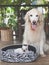 Big golden retriever dog sitting by small chihuahua dog lying in dog bed smiling and looking at camera.Two dogs in balcony with