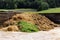 big golden yellow manure pile with green grass and vecals from cows and calves, on a concrete floor, fertilizer is important for