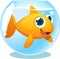 Big Goldfish in fish Tank