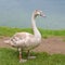 Big goose standing along Bled Lake in Slovenia