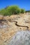 A big gopher snake slithering on the ground