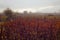 A big grape field in Vrbnik(Croatia)