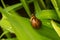 Big grape snail in shell crawling, summer day in garden, A common garden snail climbing on a stump, edible snail or escargot