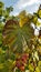 Big grapevine leaf closeup with brown edges and green middle. Grape vine foliage with blurred background of rusty wire mesh fence