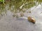 Big grapevine snail in puddle after heavy rain drowning and crawling through the water with tentacles over the water surface