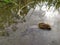 Big grapevine snail in puddle after heavy rain drowning and crawling through the water with tentacles over the water surface