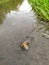 Big grapevine snail in puddle after heavy rain drowning and crawling through the water with tentacles over the water surface