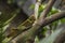 A big grasshopper camouflage on the plant branches