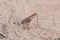 Big grasshopper cricket on the sand