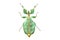 Big grasshopper isolated on white background