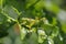 A big grasshopper,  Tettigonia viridissima,  on the leaves of a rose